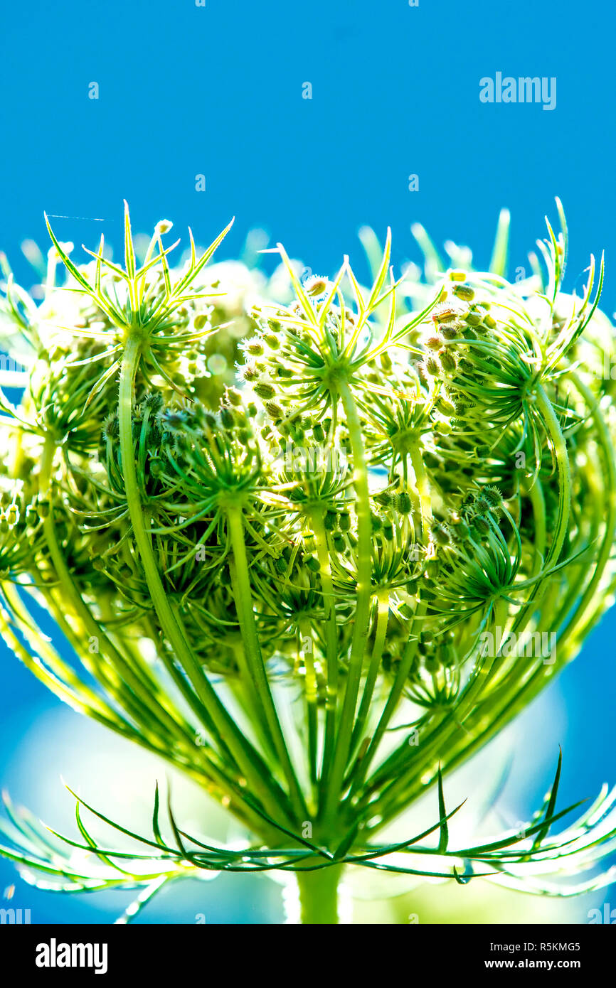 wild carrot,blossom in the back light Stock Photo Alamy