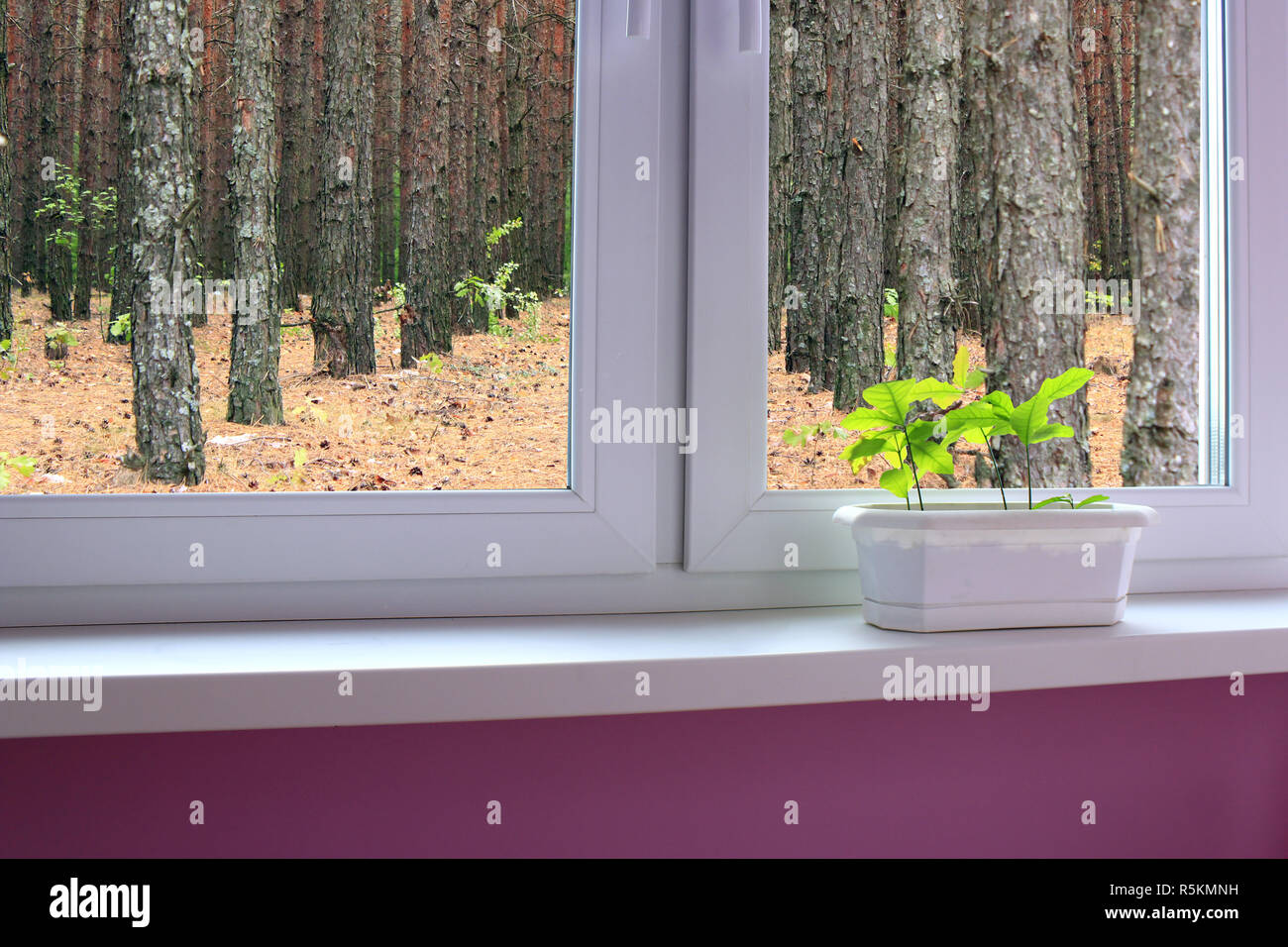young plants of oaks on the window-sill and view to the forest Stock ...