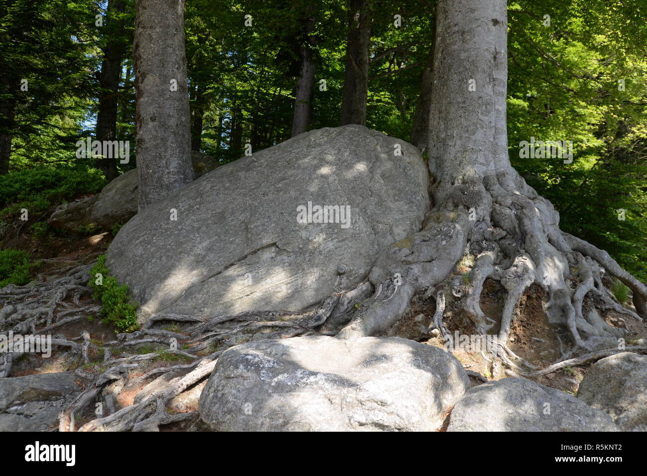 tree in bavarian forest Stock Photo