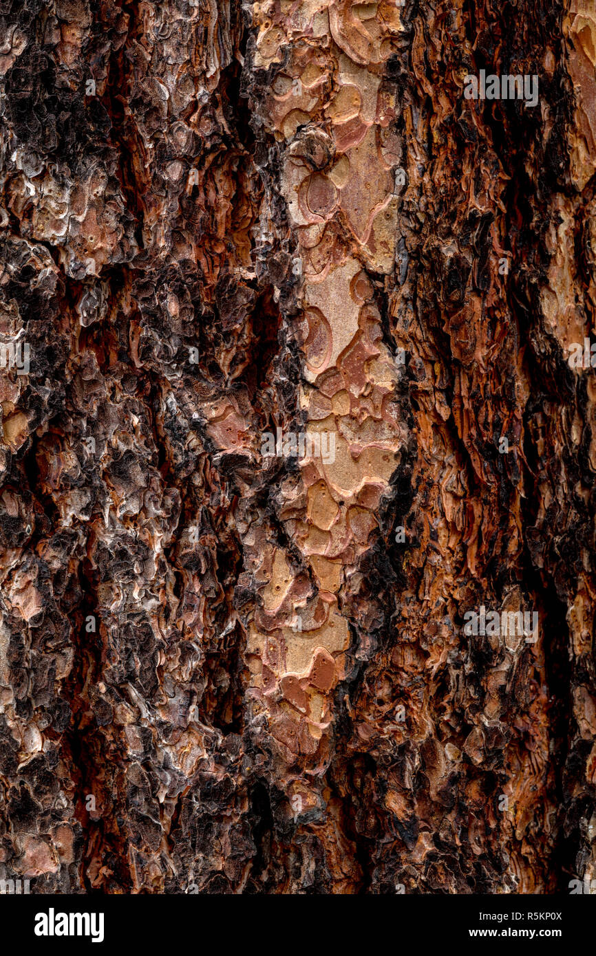 Ponderosa Pine tree bark close up in the wilderness Stock Photo