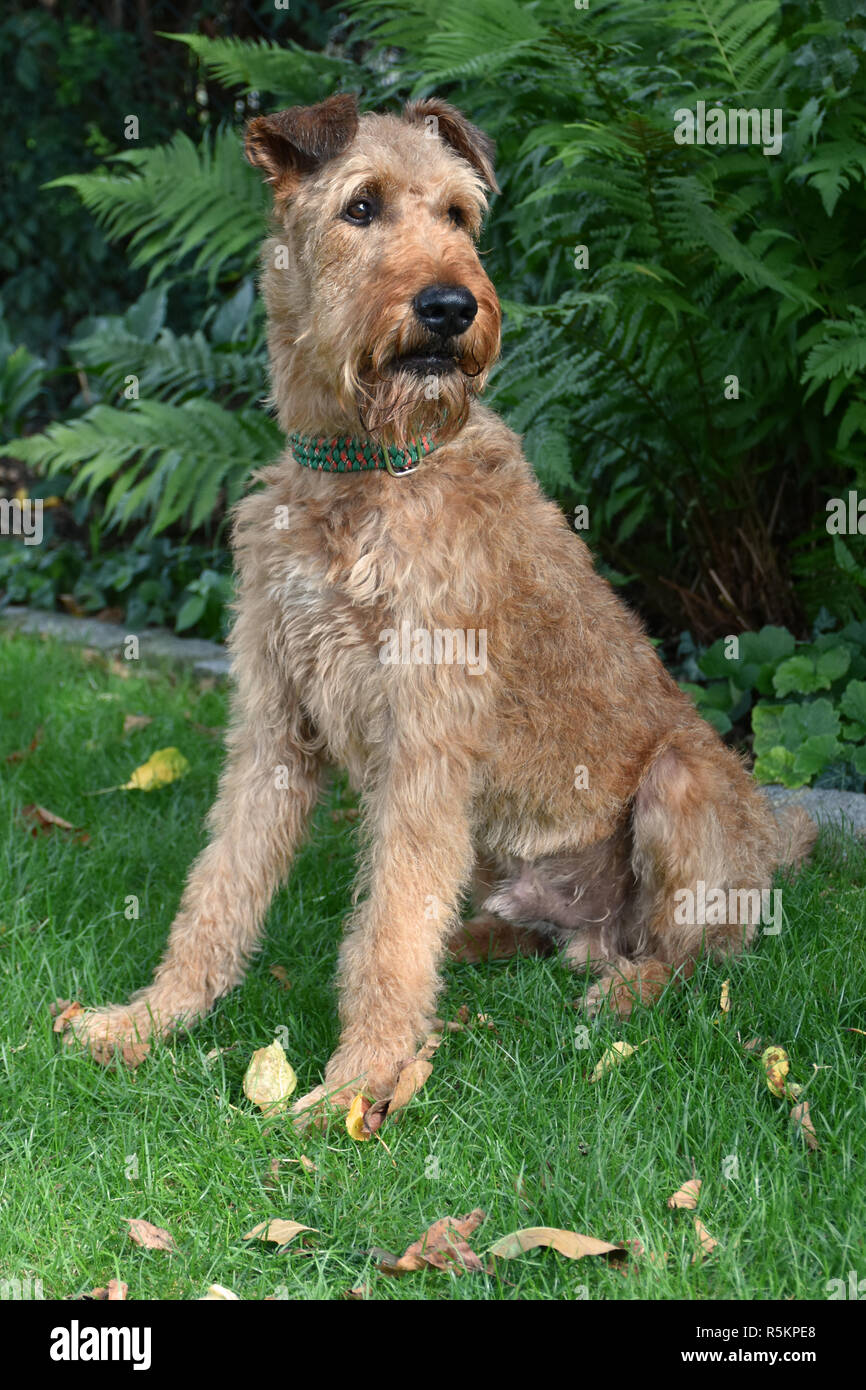 irish terrier male trimmed Stock Photo