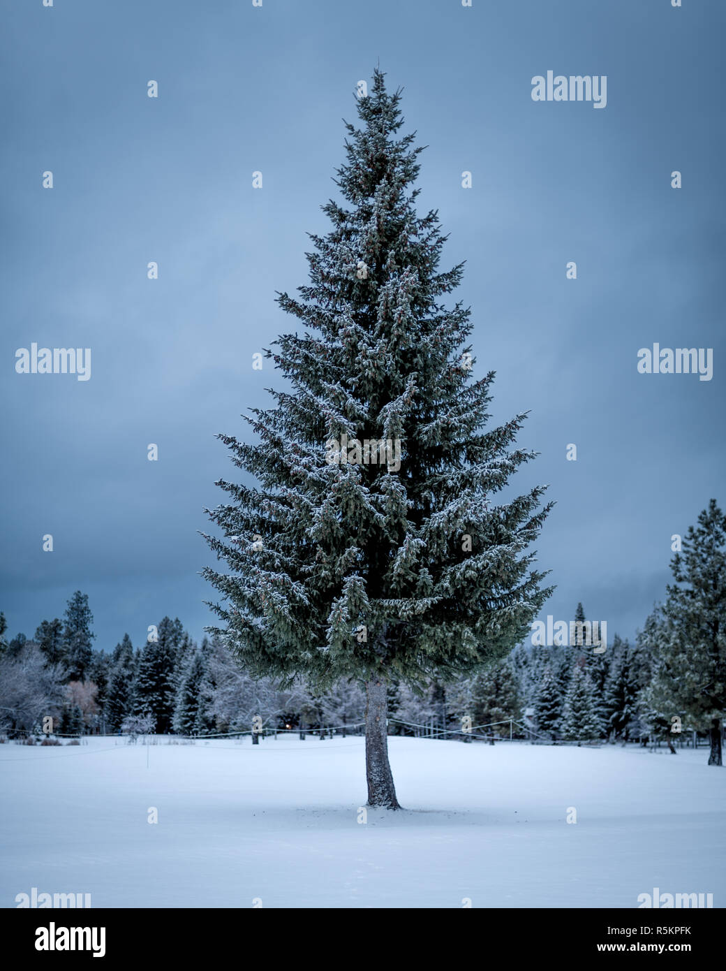 Charismas tree in a winter natural wonderland Stock Photo