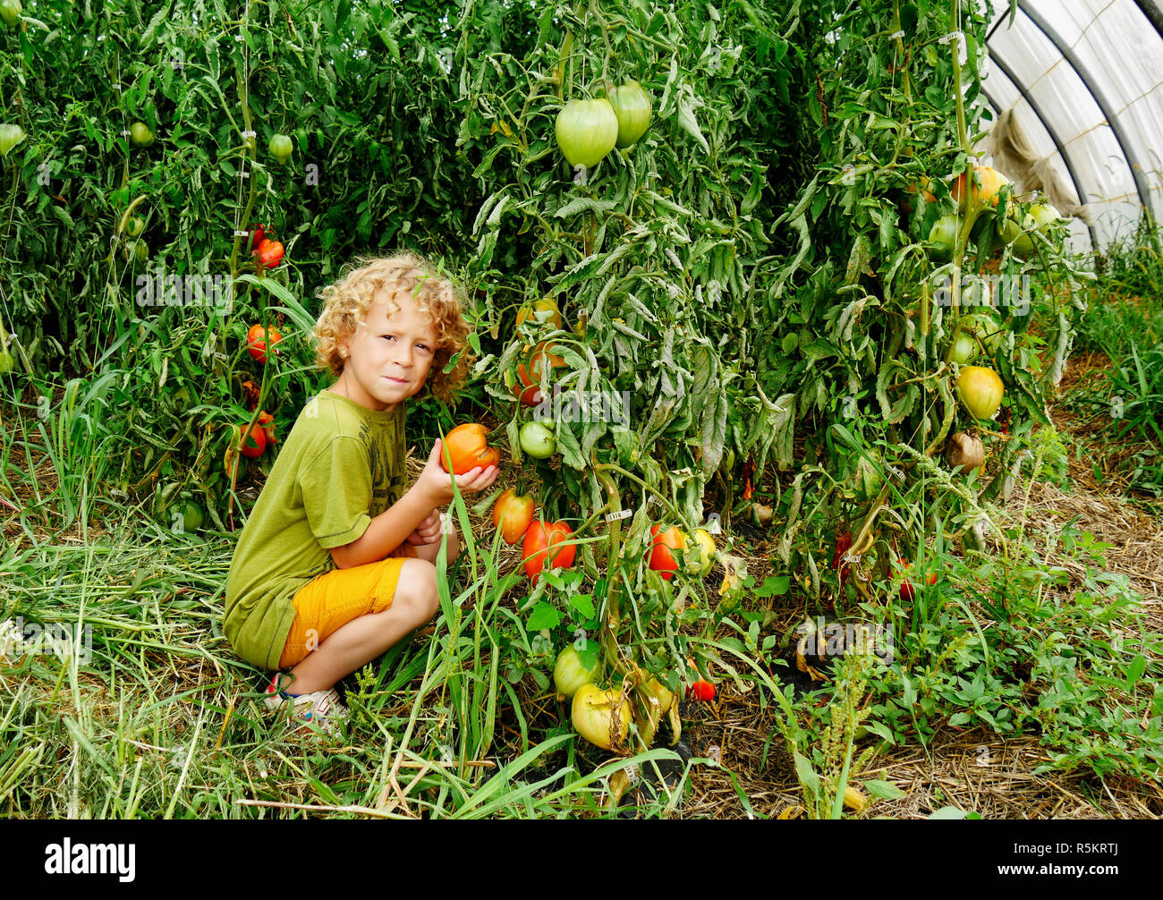 little blond boy picking tomatoes in the garden Stock Photo - Alamy