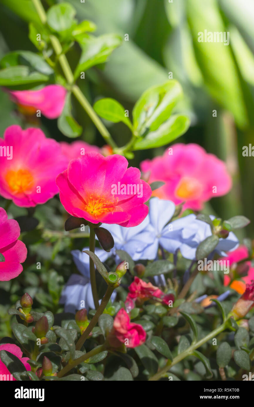The background image of the colorful flowers Stock Photo - Alamy