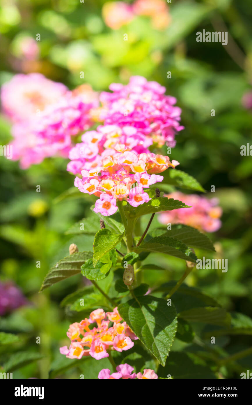 The background image of the colorful flowers Stock Photo - Alamy