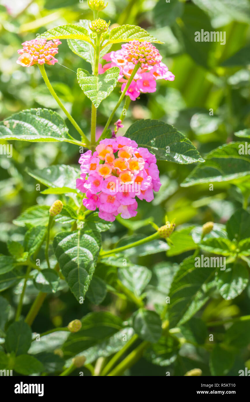 The background image of the colorful flowers Stock Photo - Alamy