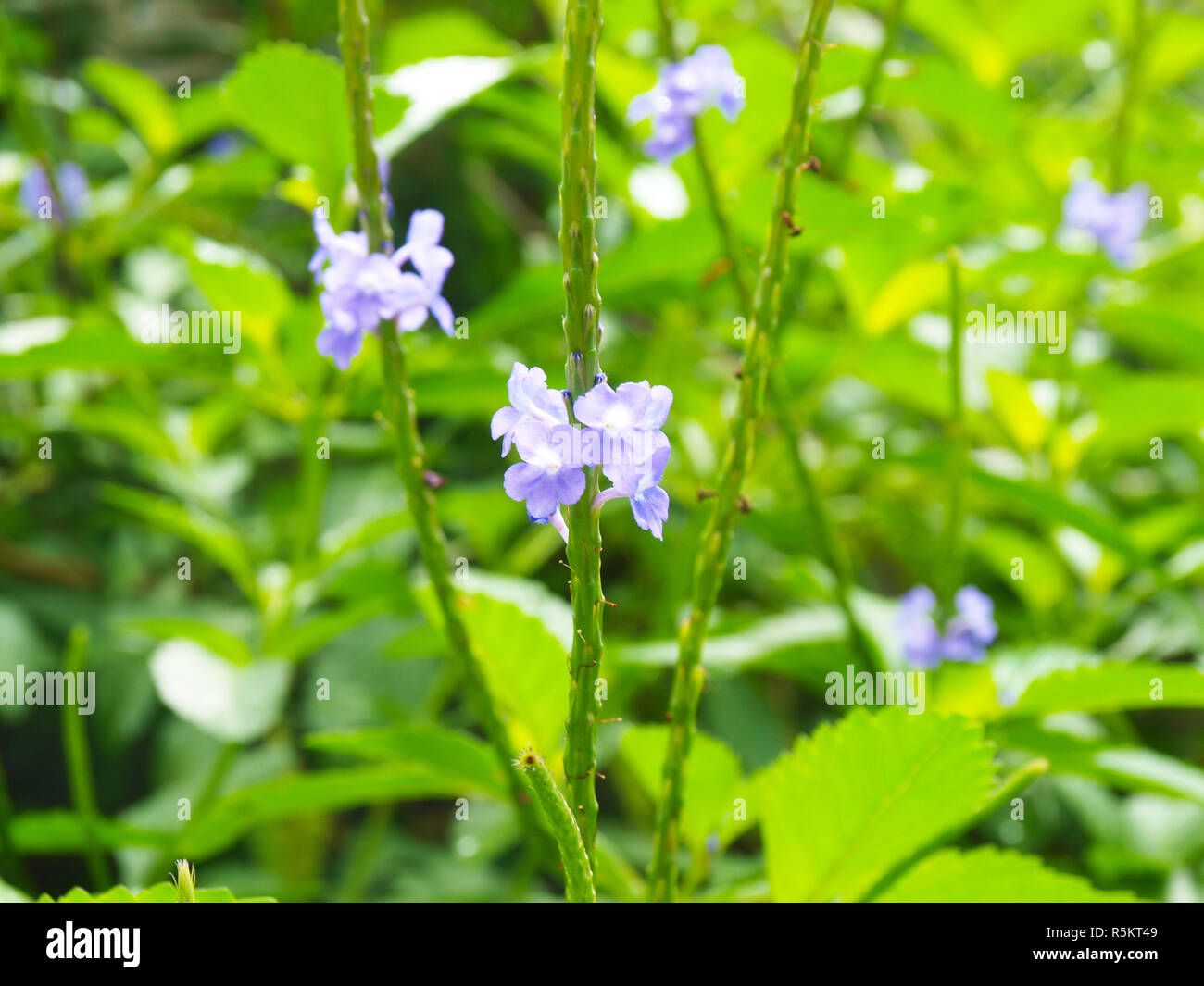 Beautiful Purple Flowers on Roatan Island Stock Photo Alamy