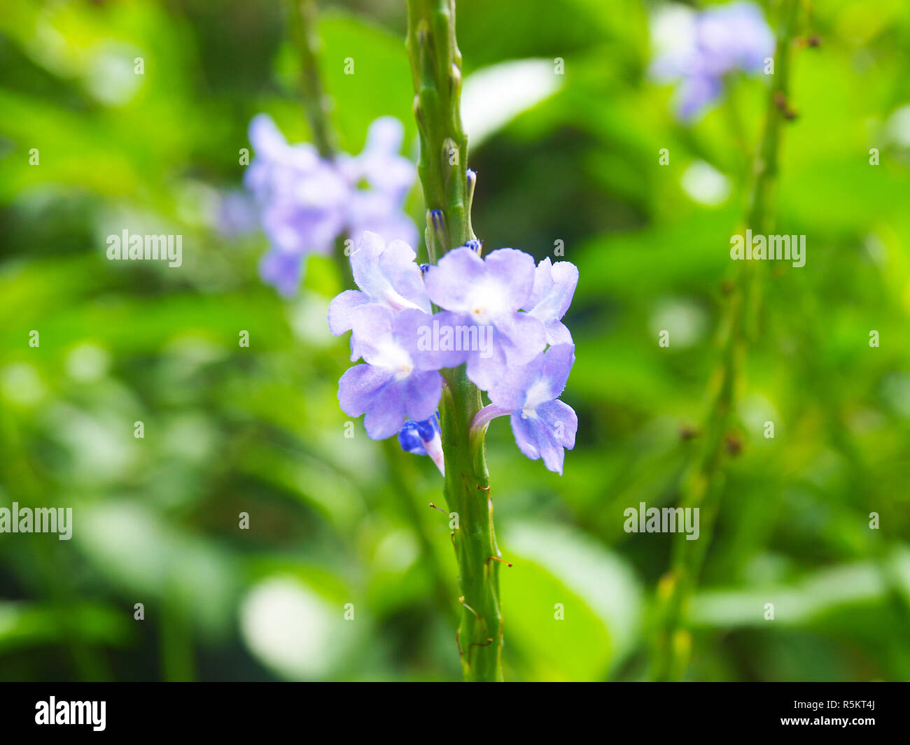 Purple Flowers on Roatan island Stock Photo Alamy