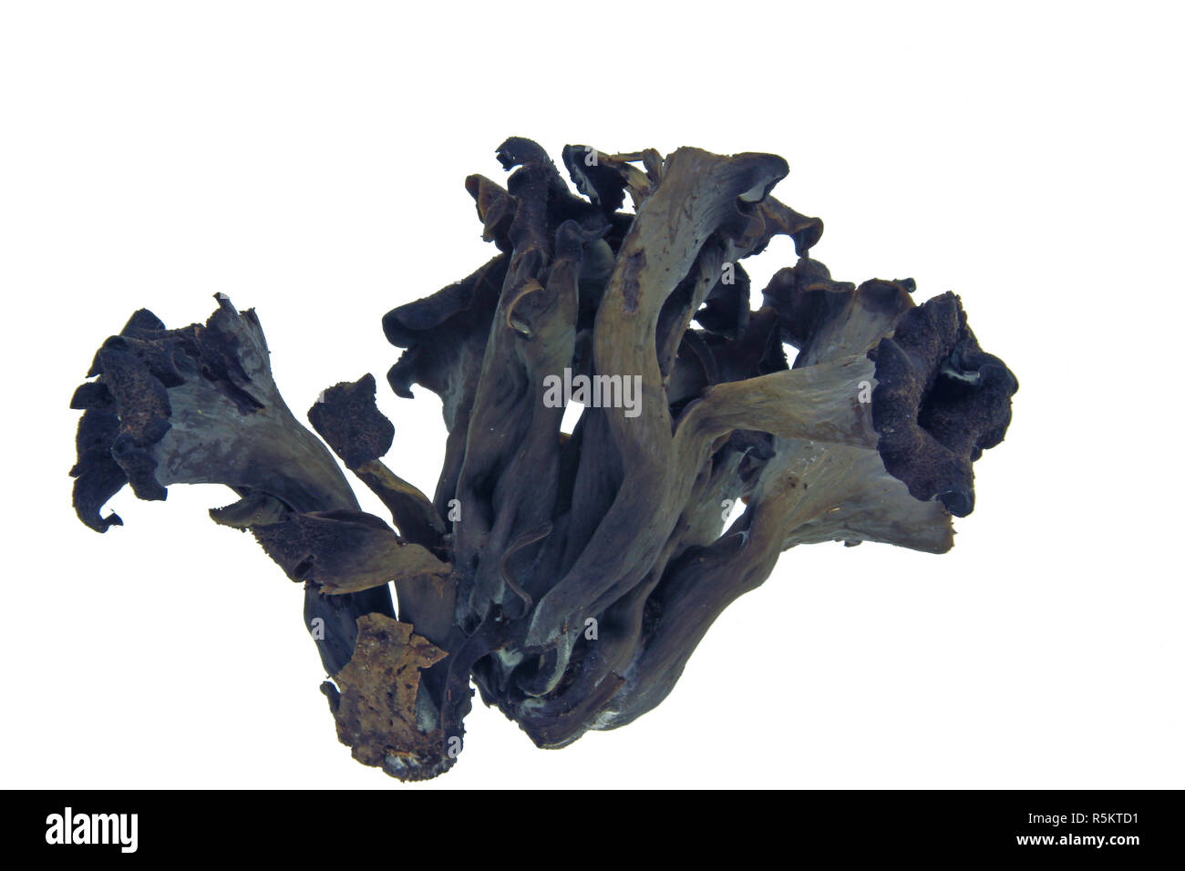 death trumpet,autumn trumpet (craterellus cornucopioides) Stock Photo