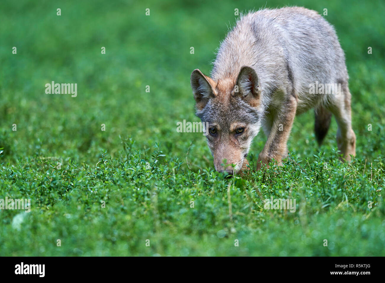 young wolf on meadow Stock Photo
