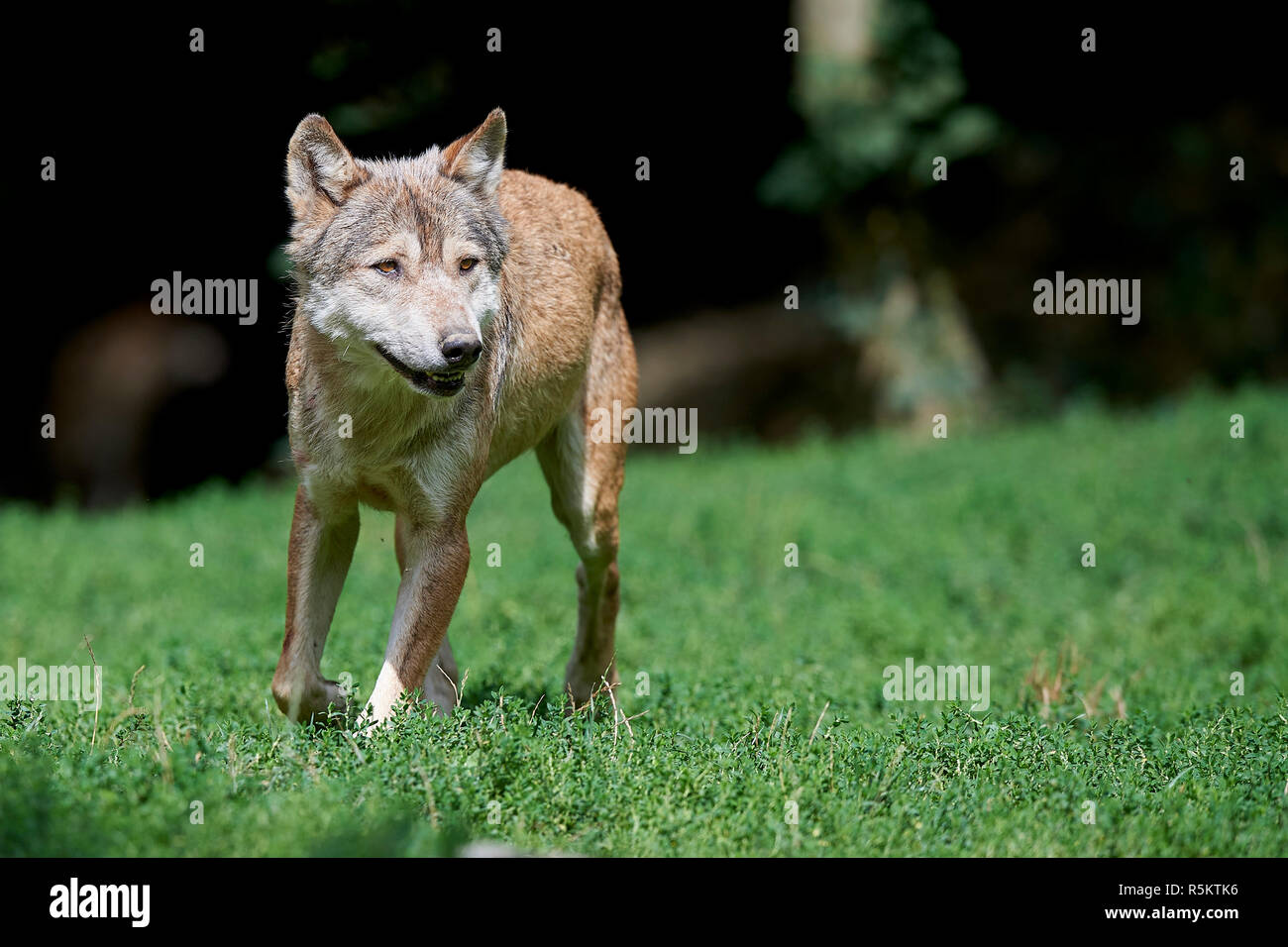Alaska wolf skin hi-res stock photography and images - Alamy