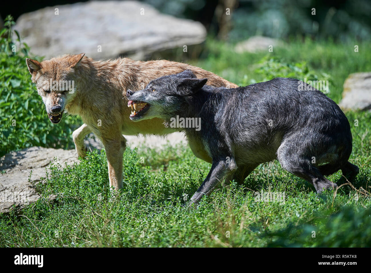 fighting wolves Stock Photo