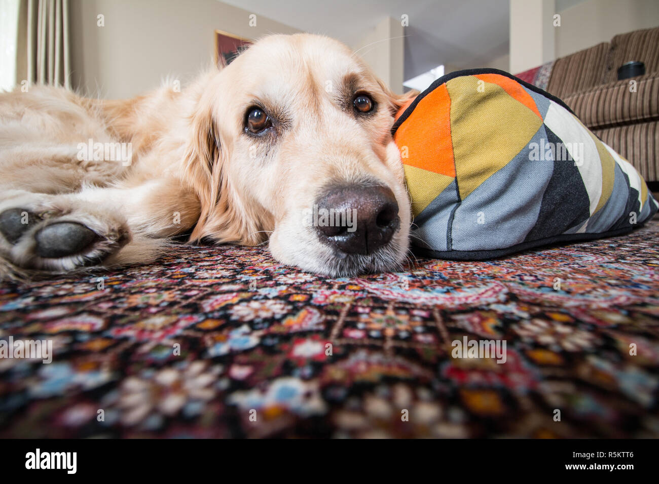 Bored Golden Retriever Stock Photo Alamy