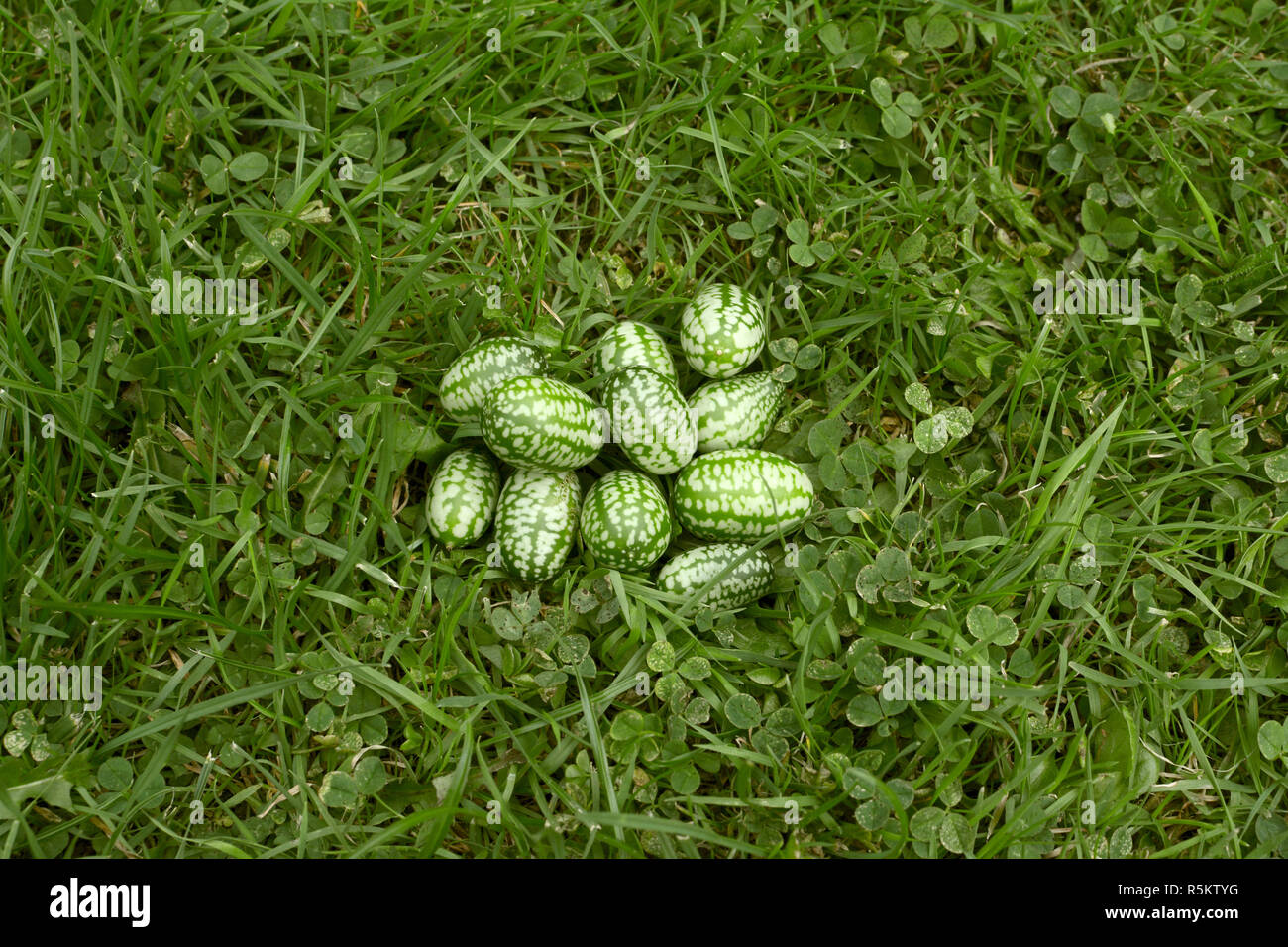 Handful of freshly picked cucamelons Stock Photo