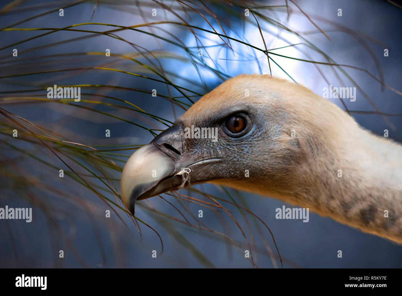 Close up of a vulture Stock Photo