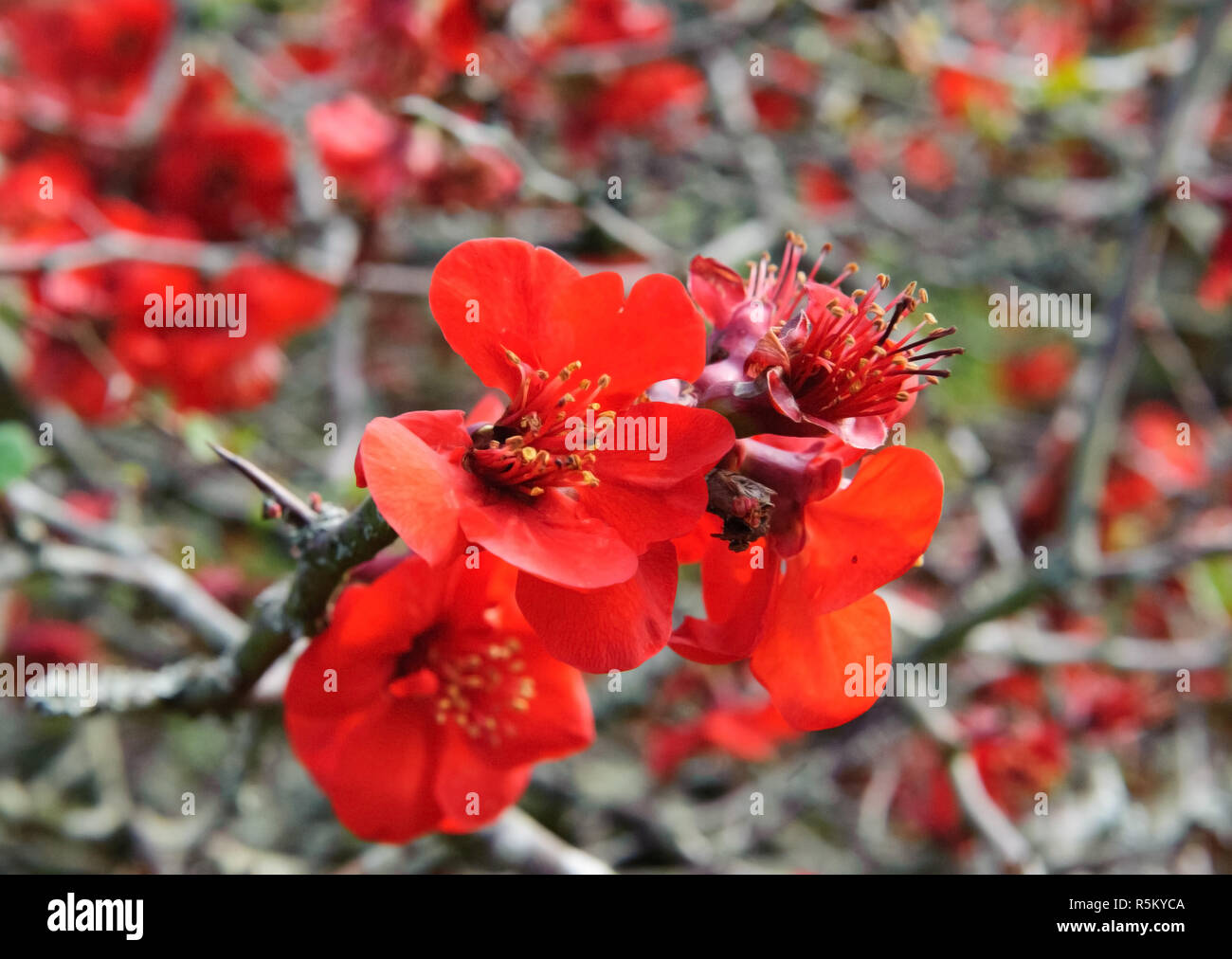 Red Rosaceae Stock Photo