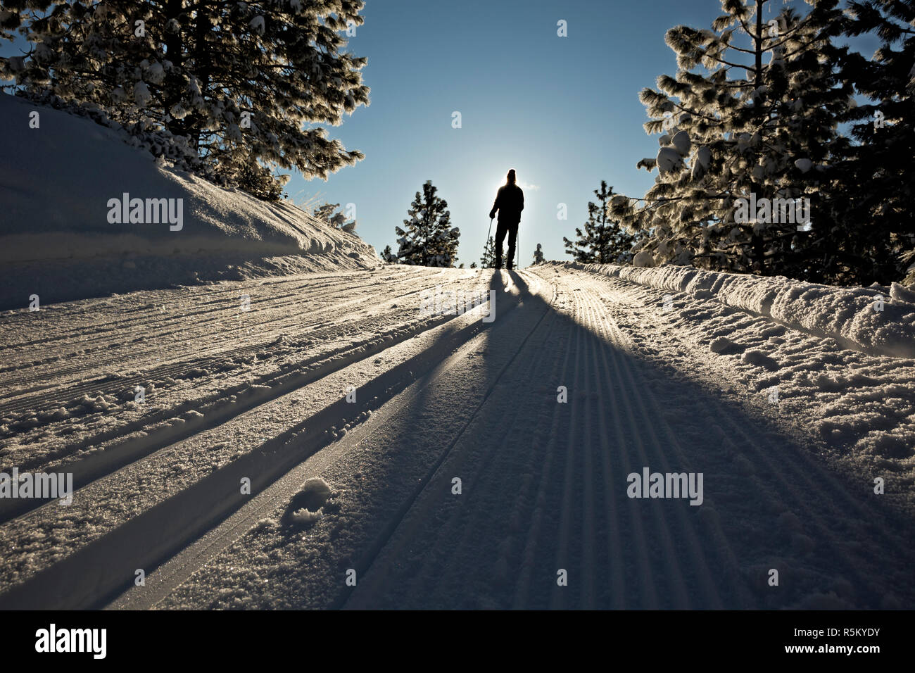 WA15373-00...WASHINGTON - Chilly morning ski on the groomed trails at Echo Ridge Nordic Ski near Chelan. Stock Photo