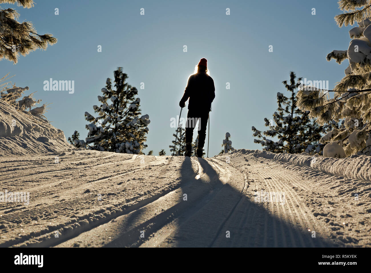 WA15374-00...WASHINGTON - Crosscountry skier on the groomed trails at Echo Ridge Nordic area in the Okanogan-Wenatchee National Forest. Stock Photo