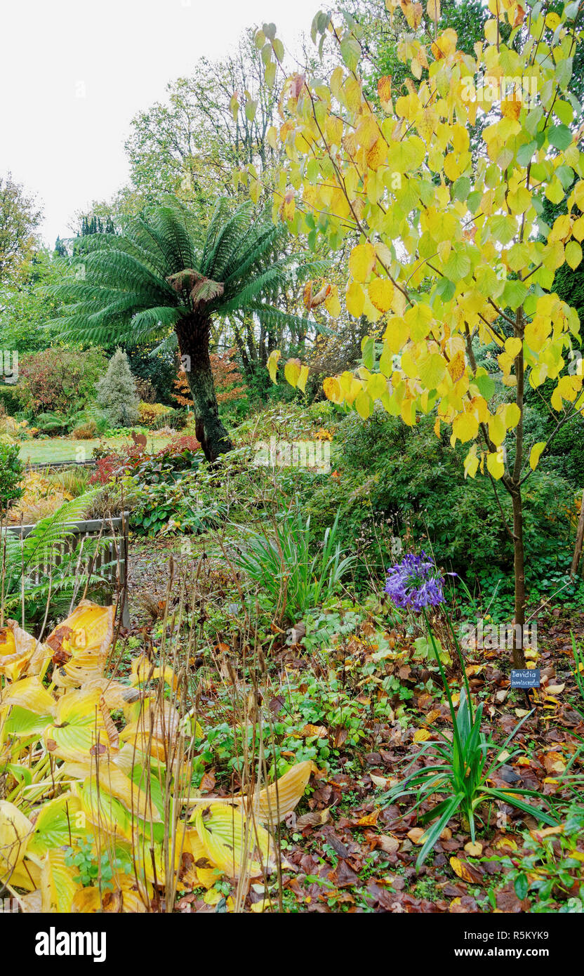 Autumn view at Ascog Hall Garden and Fernery near Rothesay in the Isle of Bute, Argyll, Scotland. Stock Photo