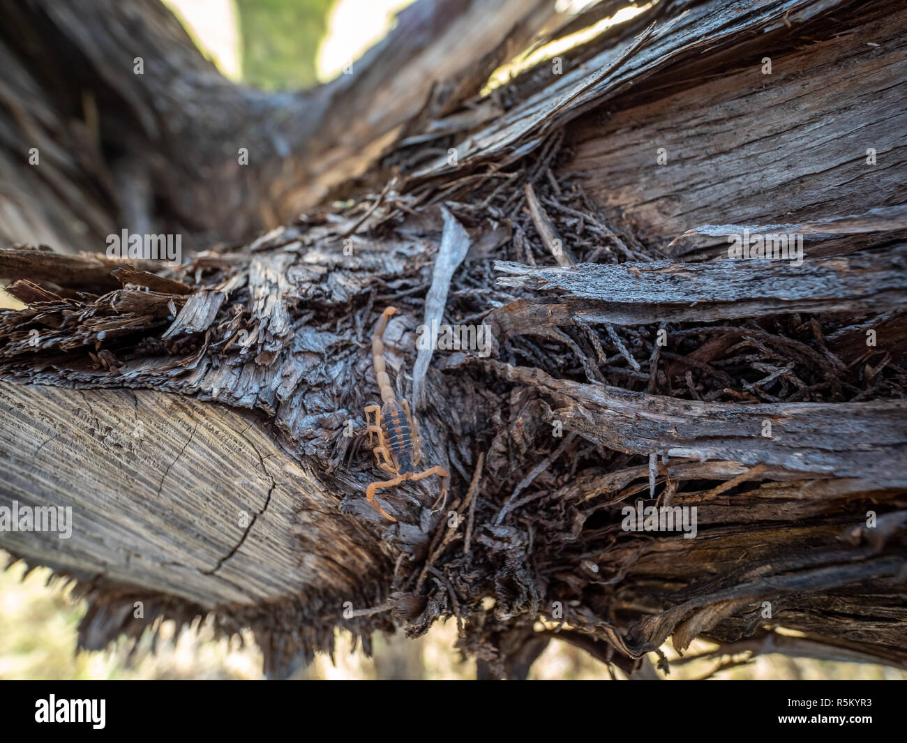 Top LEvel View of Small Bark Scopion in a Cedar Tree Stock Photo