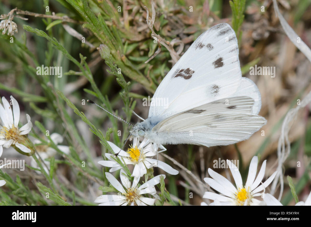 Checkered White, Pontia protodice, nectaring on Trailing Fleabane, Erigeron flagellaris Stock Photo