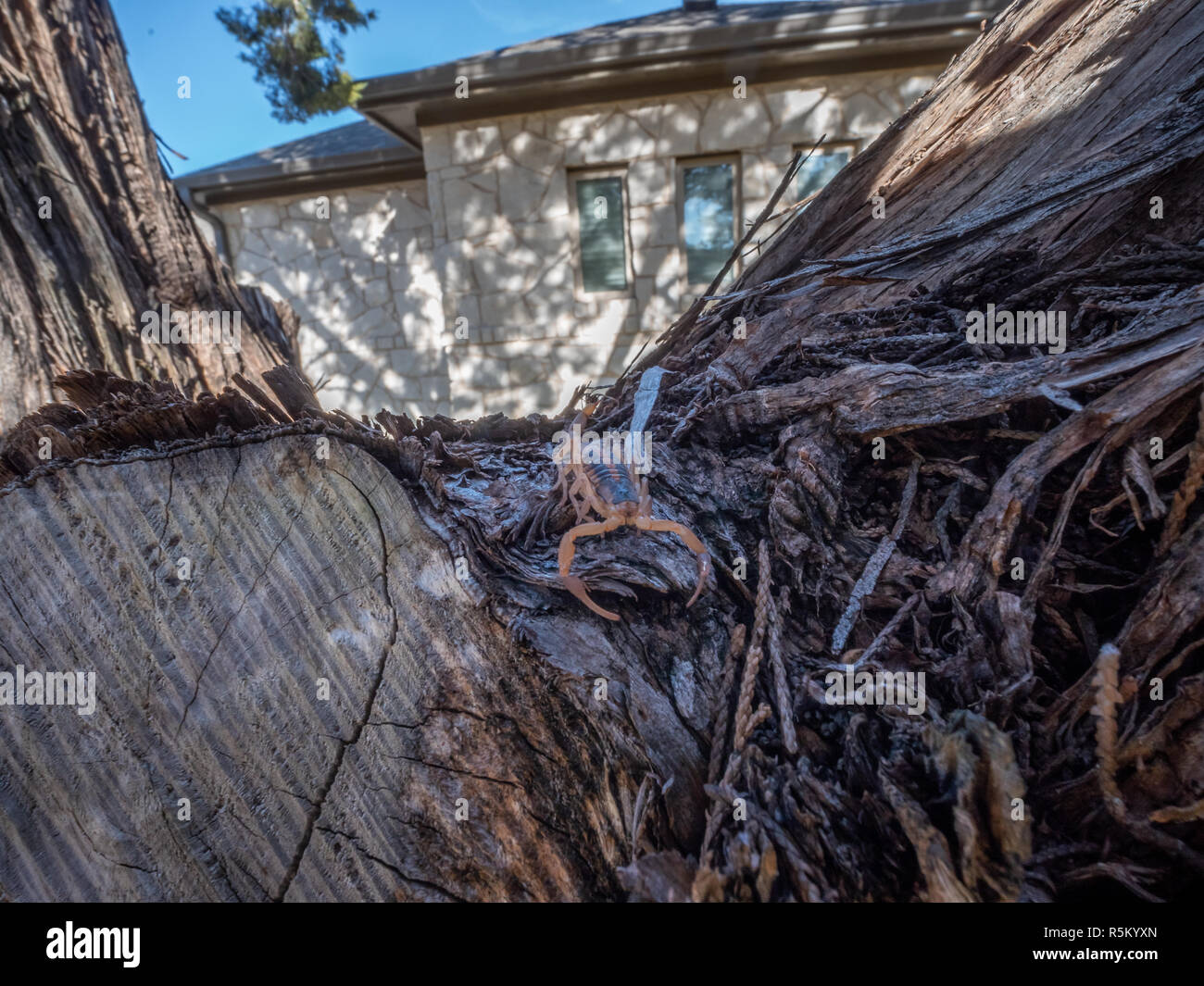 Front View of Scopio on a Cedar Tree With Residential ouse in the background Stock Photo