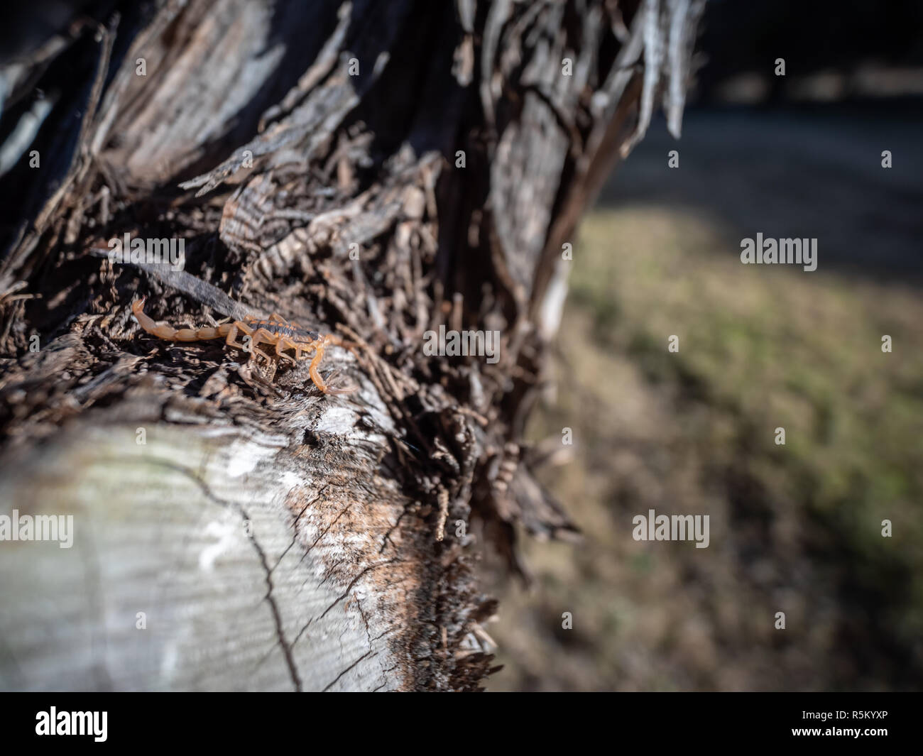 View of Scopio Walking on Cedar TRee with Yard in the Background Stock Photo