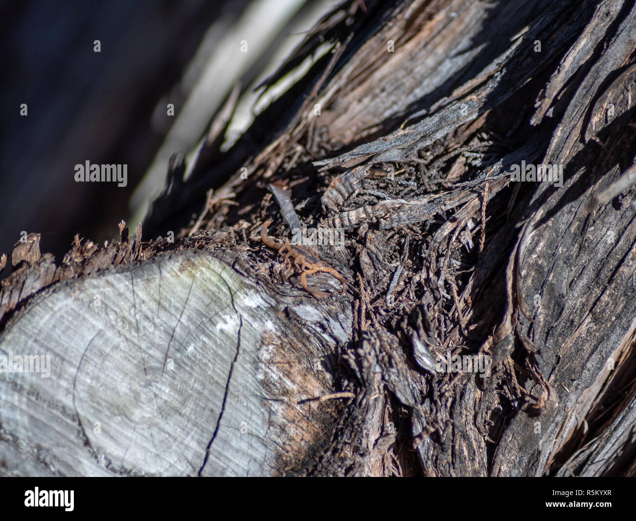 Small Scopion camouflage on Cedar Tree During Bright Day Stock Photo