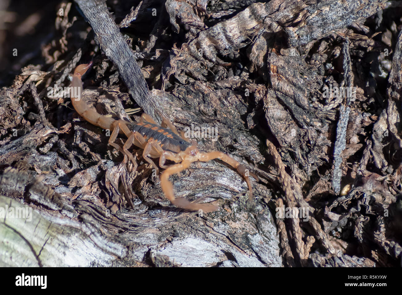 Closed up of Scopion Eyes While resting on Cedar Tree Stock Photo