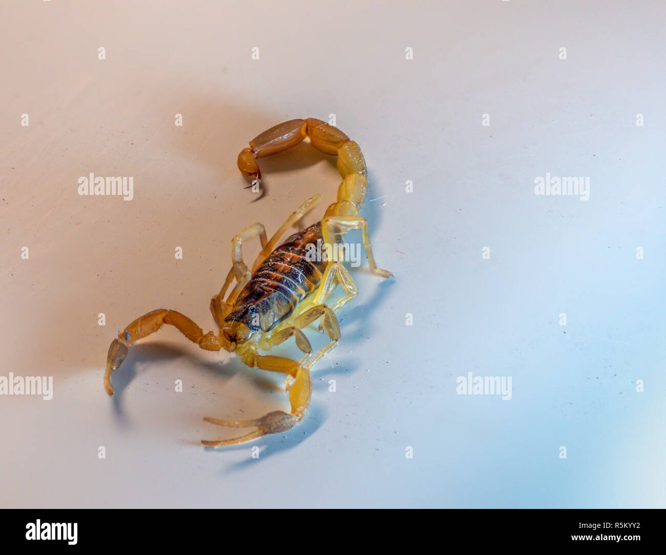 Side View of Small Scopion Walking Across White Background Stock Photo