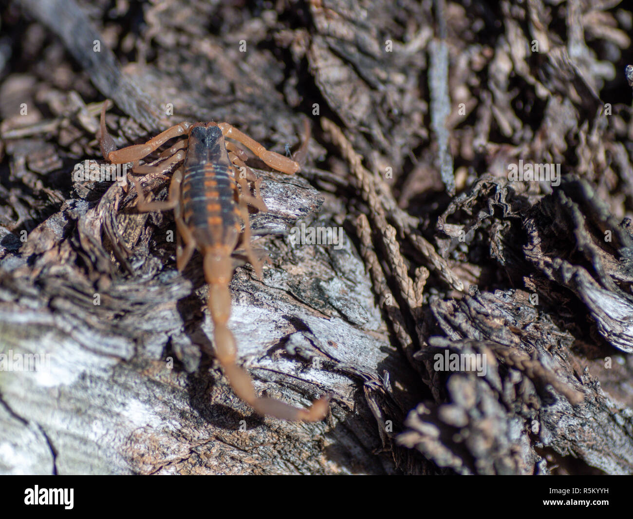 Bark Scopion On Sunny Day Walking on Cedar Tree Stock Photo