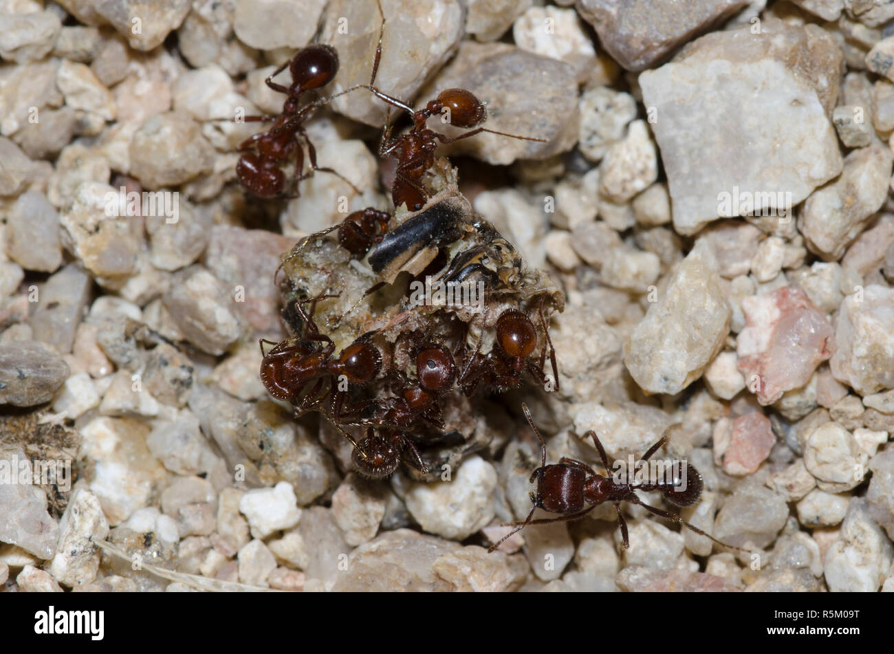 Harvester Ants, Pogonomyrmex sp., scavenging dead insect Stock Photo
