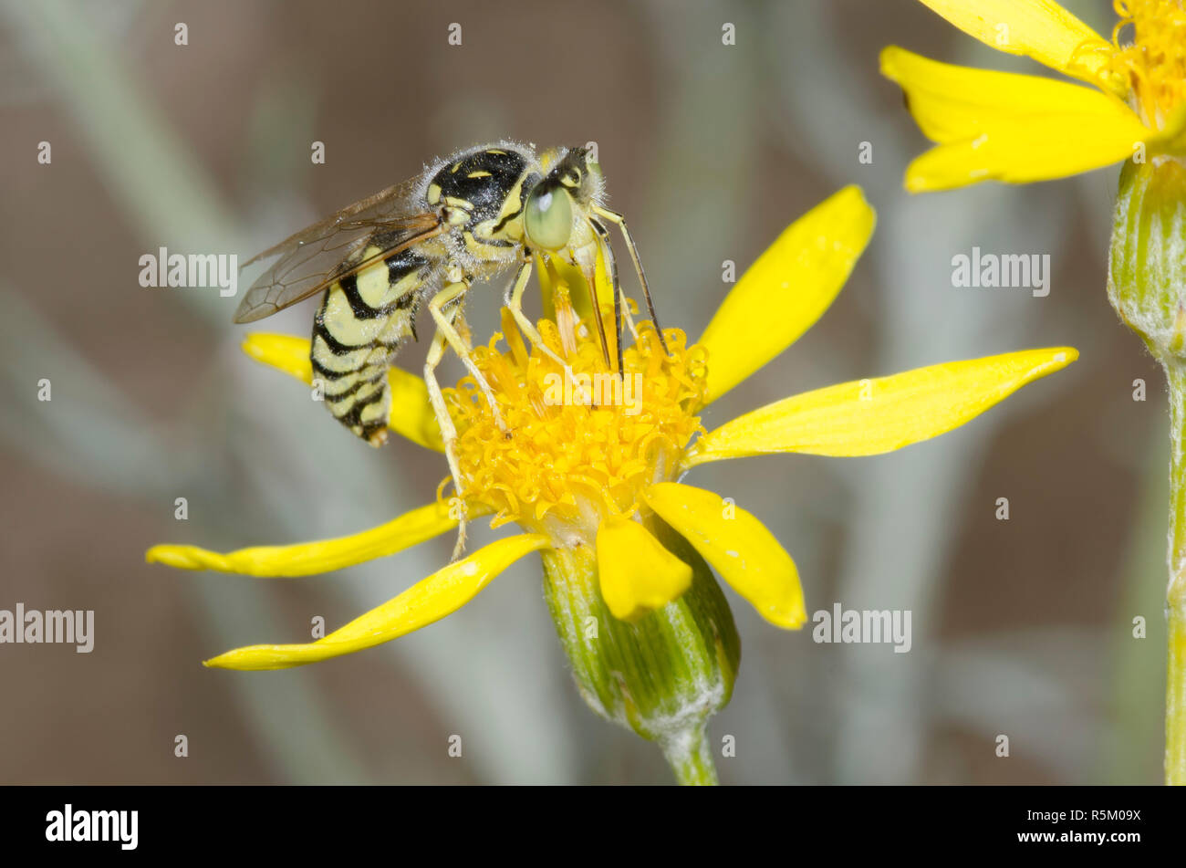 Sand Wasp, Steniolia sp., foraging on yellow composite flower Stock Photo