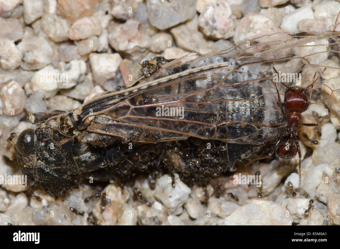 Oderous Ants, Forelius pruinosus, with intruding Red Harvester Ant, Pogonomyrmex barbatus, on dead cicada, Subfamily Tettigadinae Stock Photo
