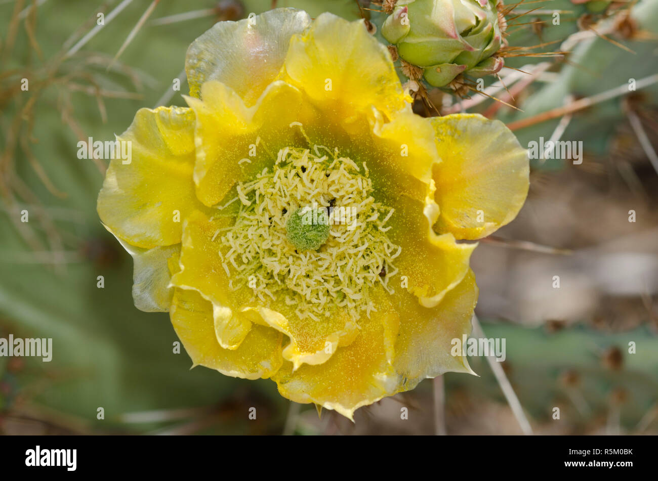 Prickly Pear, Opuntia phaeacantha, blossom Stock Photo