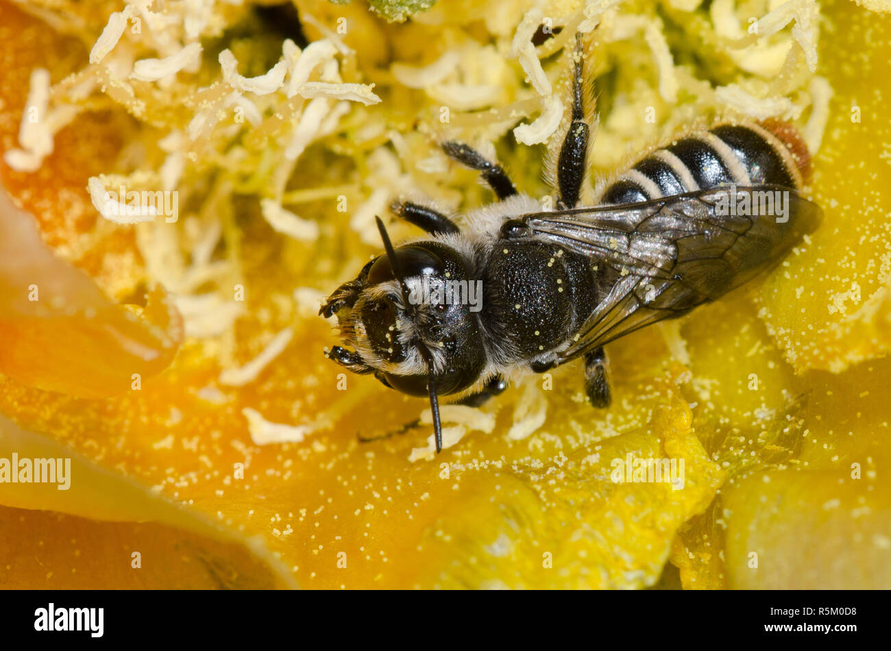 Orange-tipped Woodborer, Lithurgopsis apicalis, female in prickly pear, Opuntia phaeacantha, blossom Stock Photo