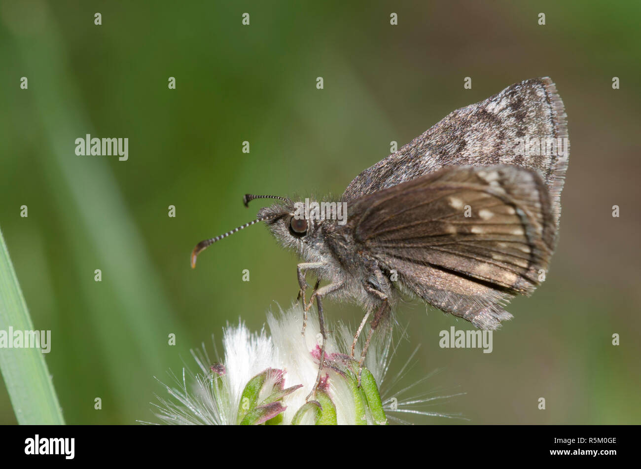 Erynnis icelus hires stock photography and images Alamy
