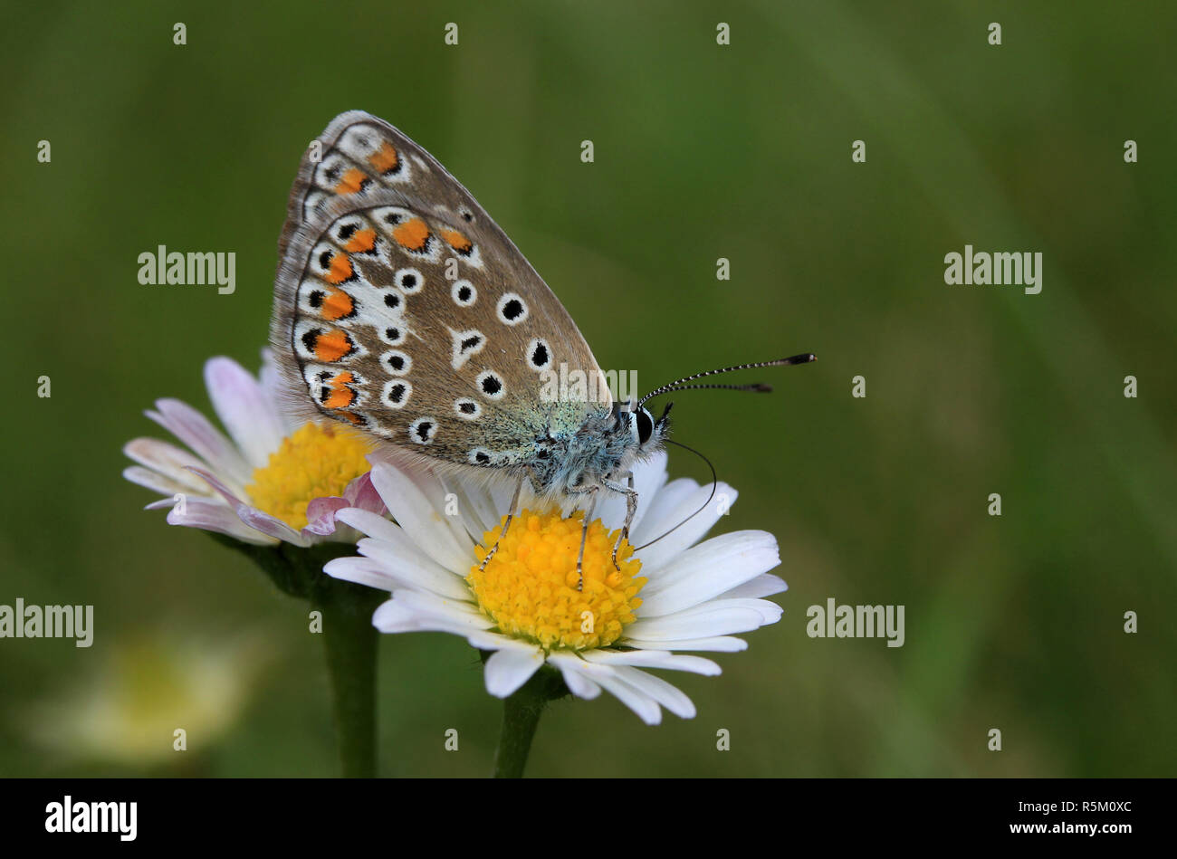 bluish,blue-bellied,polyommatus bellargus,female moth on daisies Stock Photo