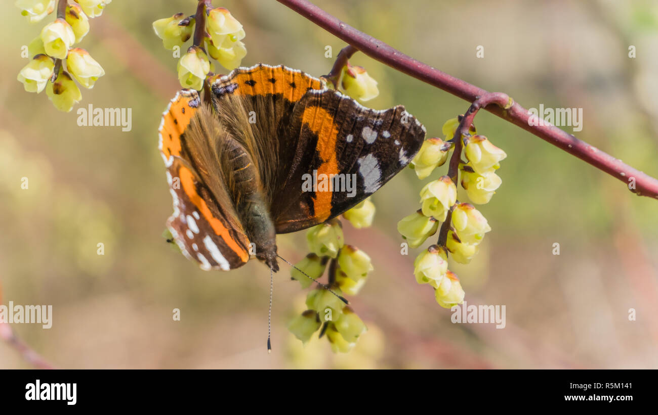 Atalanta butterfly on a blooming twig - spring in Arboretum het Leen, Eeklo, Belgium Stock Photo