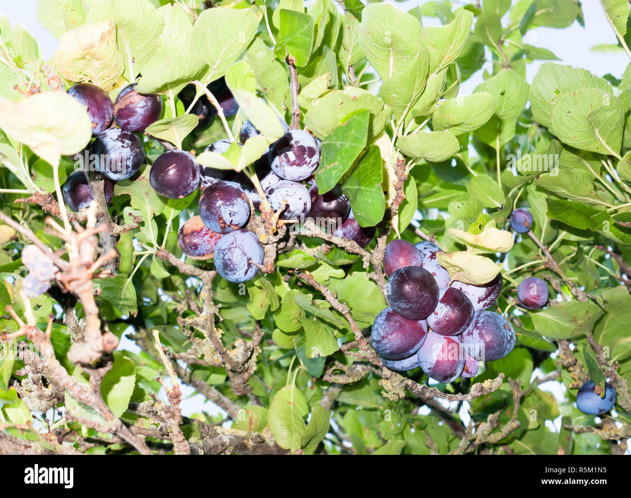 plums growing wild on a tree seen from below Stock Photo