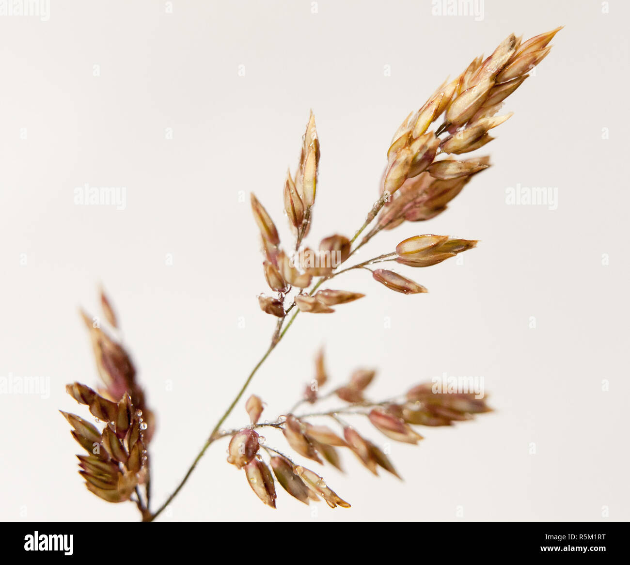 golden grass leaf close up detail water dew droplets white background Stock Photo