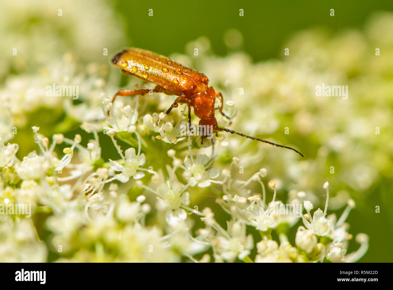 variable soft-beetle is sitting on a flower thistle Stock Photo