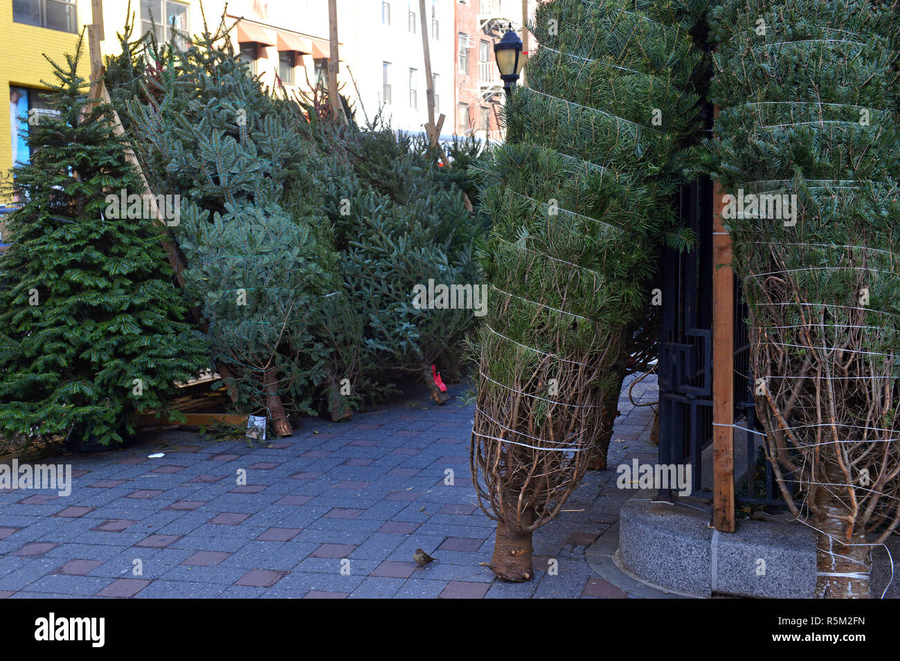 Cut Christmas trees for sale on street in Manhattan New York Stock Photo Alamy