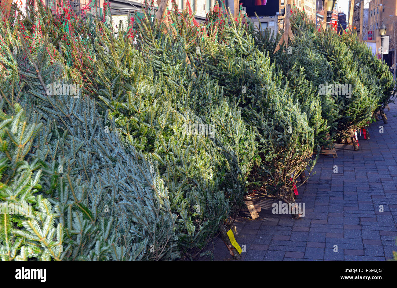 Cut Christmas trees for sale on street in Manhattan New York Stock Photo Alamy