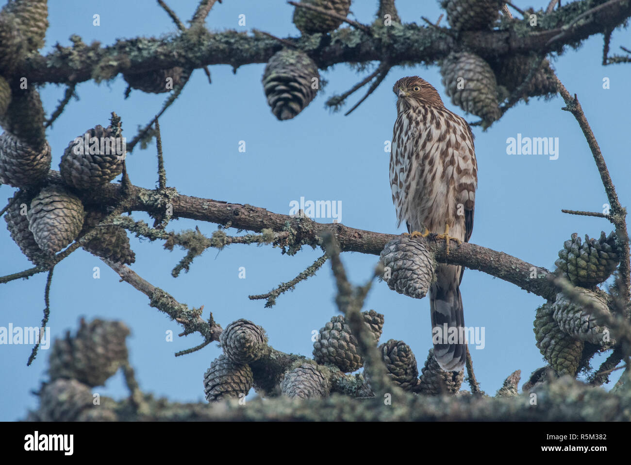 Cooper's hawk (Accipiter cooperii) perched in one of California's regional parks in the San Francisco Bay area. Stock Photo