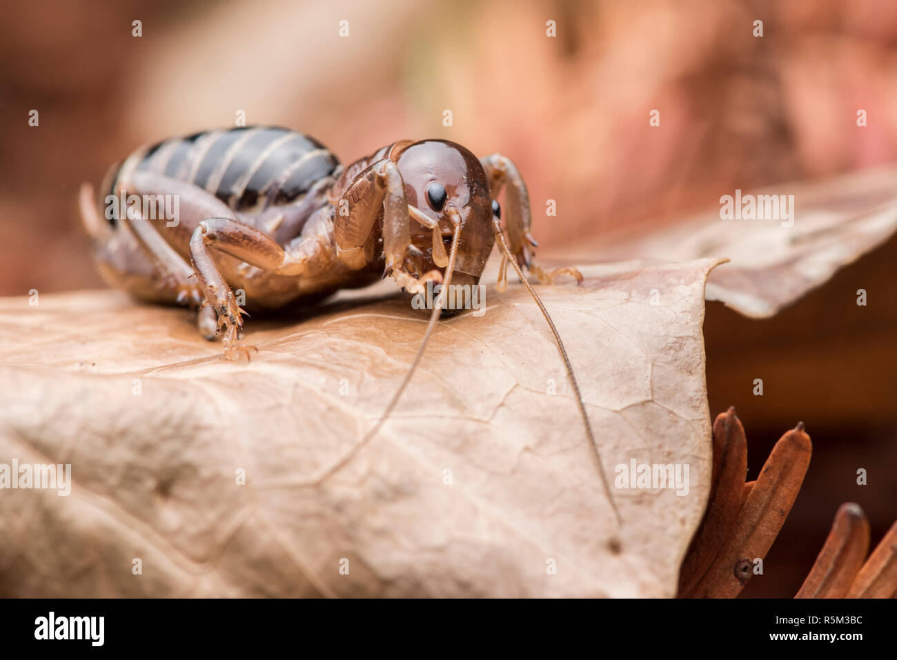 Ugly Bug High Resolution Stock Photography And Images Alamy