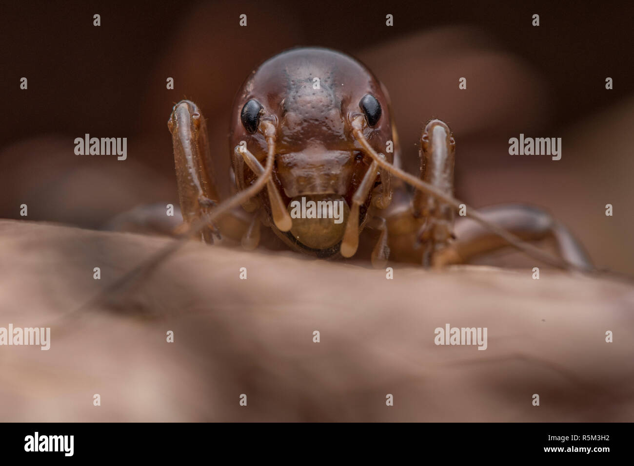 A macro photo of the head or face of a jerusalem cricket or potato bug (Stenopelmatus fuscus) looking over a leaf on the ground. Stock Photo