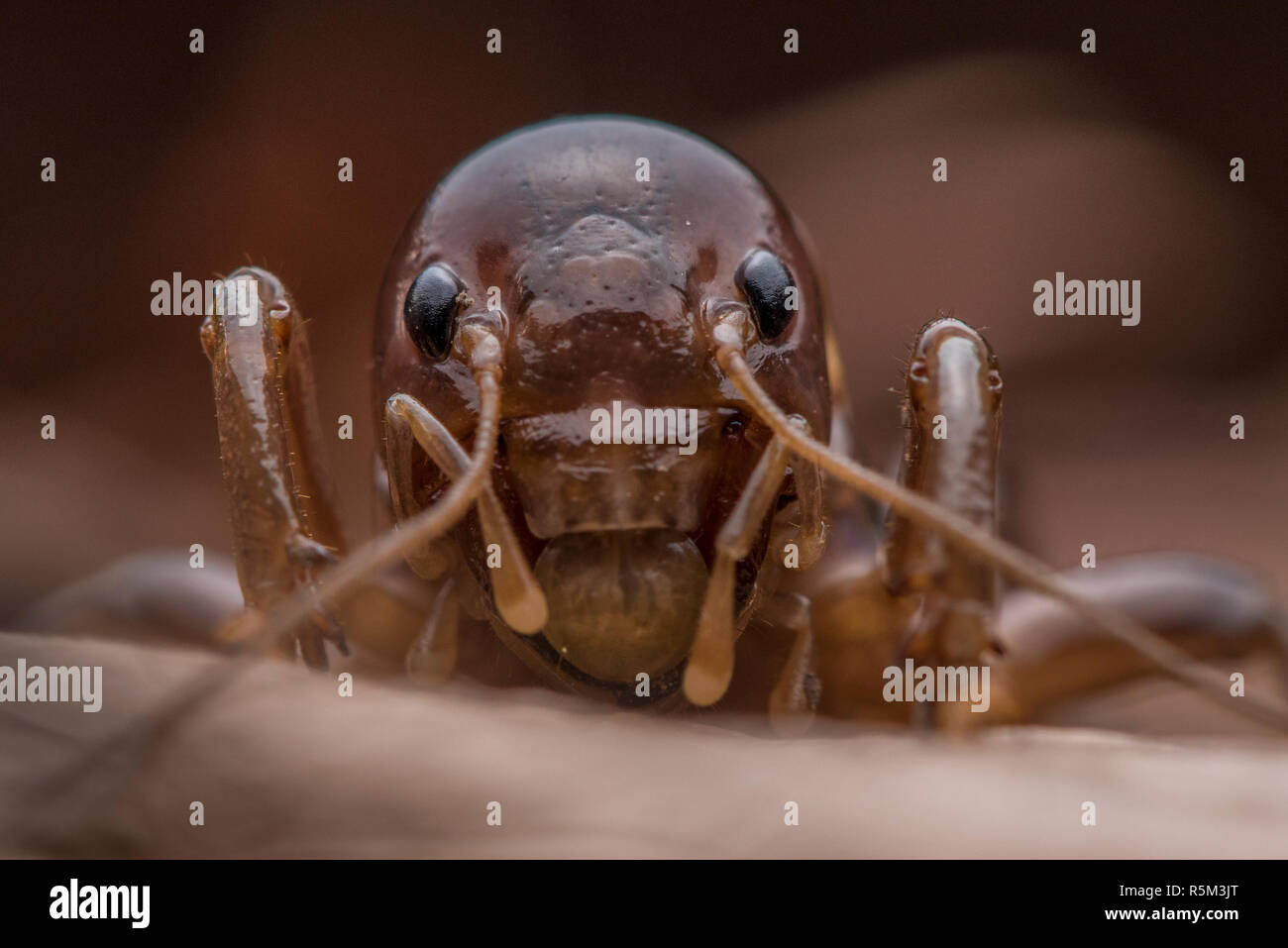 Jerusalem Cricket High Resolution Stock Photography And Images Alamy