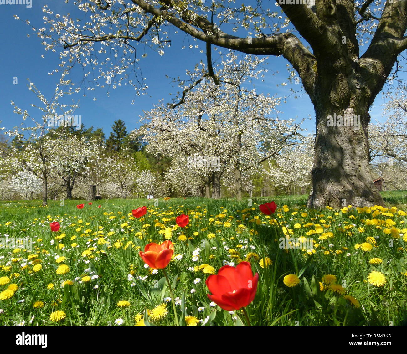 orchard meadow with flowers Stock Photo - Alamy