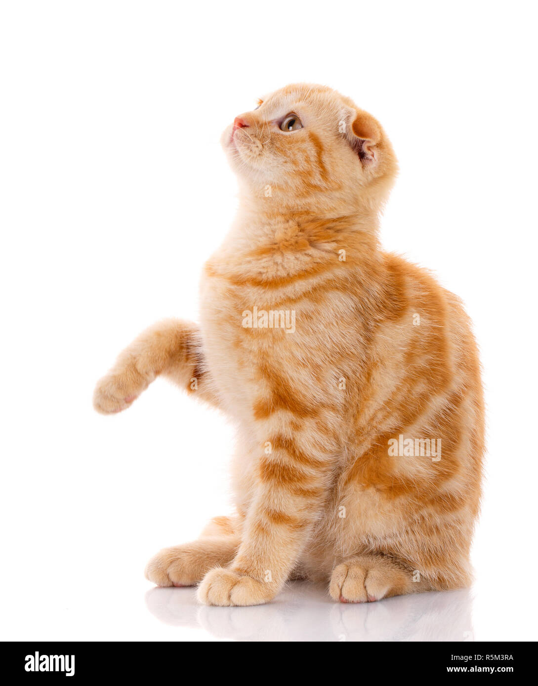 Cat standing on hind legs hires stock photography and images Alamy